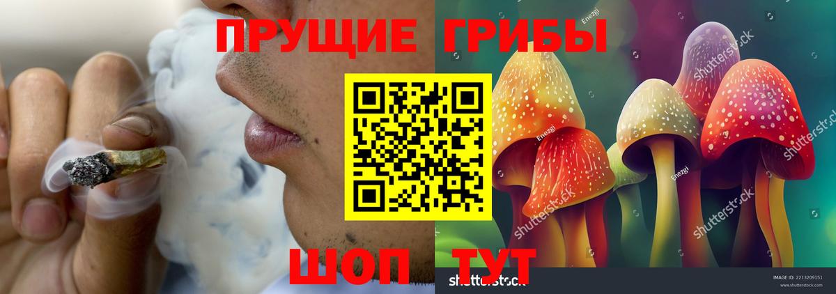 Псилоцибиновые грибы Psilocybe Новосибирск